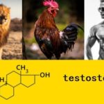 11 Natural Ways to Boost Testosterone (with Report). Be Alpha.